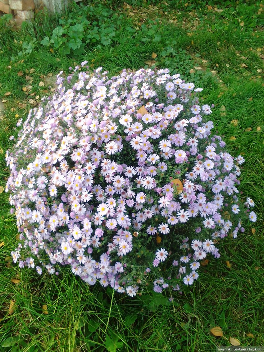 Осеннее кувыркание в цветах