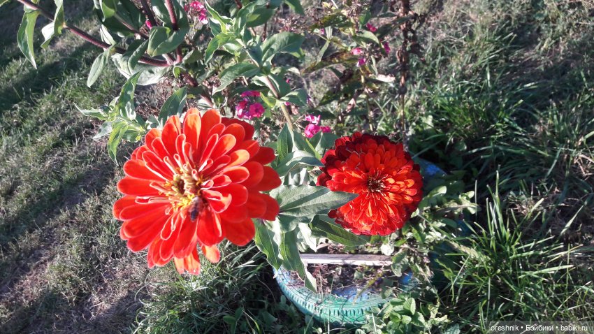 Осеннее кувыркание в цветах