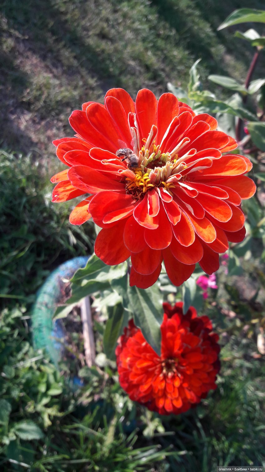 Осеннее кувыркание в цветах