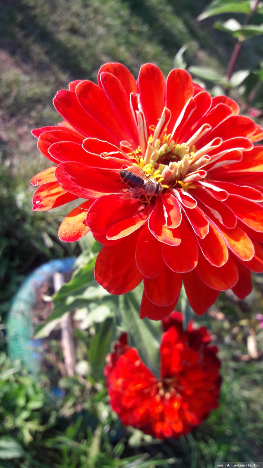 Осеннее кувыркание в цветах