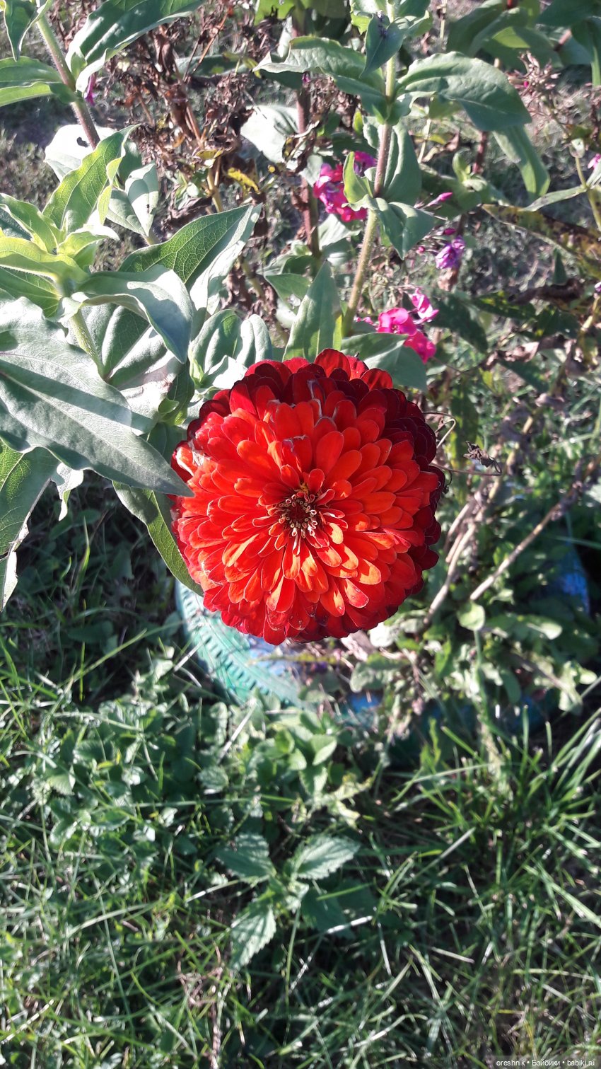 Осеннее кувыркание в цветах