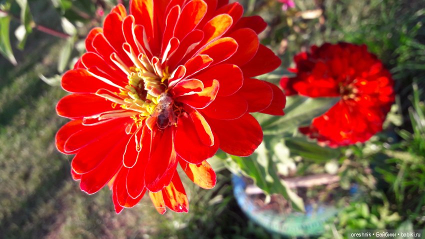 Осеннее кувыркание в цветах