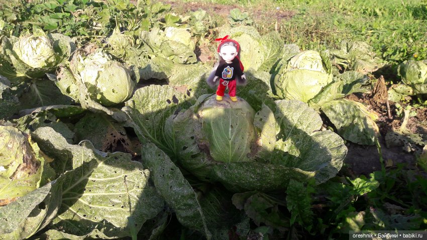 Как я кукурузу покоряла😋🌽🌤️ (фото 4)