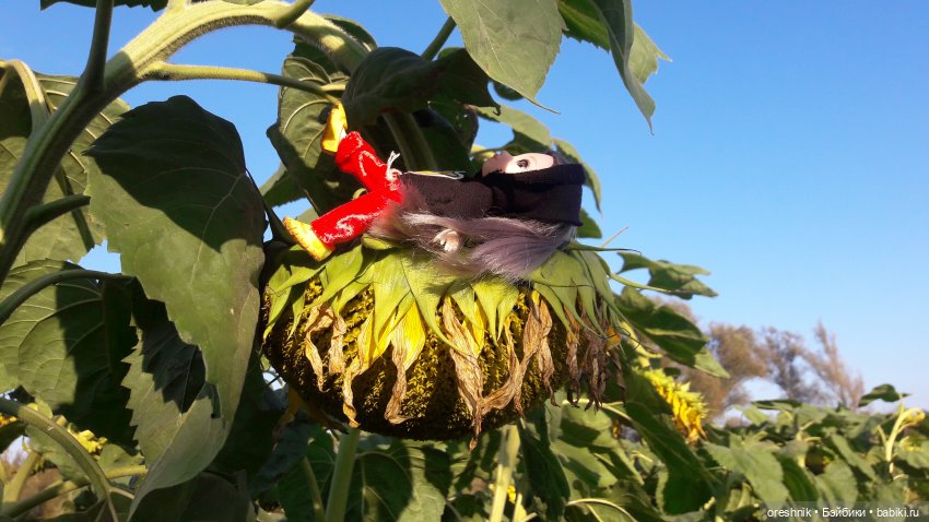 Как я кукурузу покоряла😋🌽🌤️