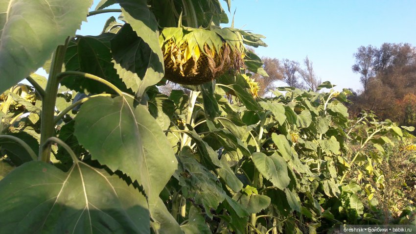 Как я кукурузу покоряла😋🌽🌤️