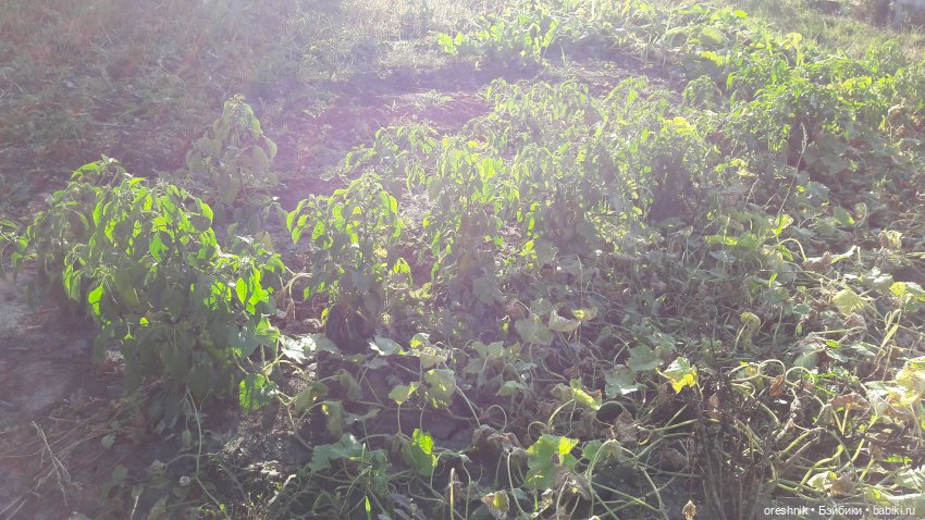 Как я кукурузу покоряла😋🌽🌤️ (фото 5)