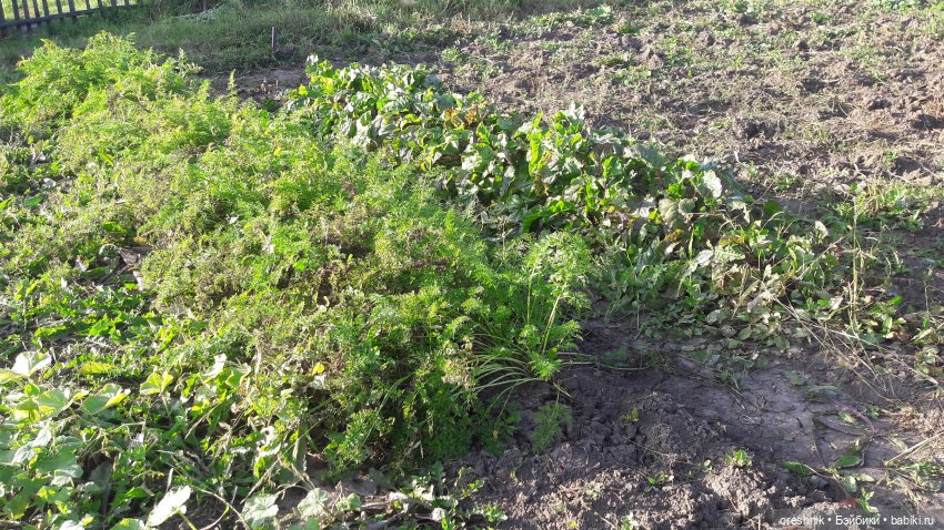 Как я кукурузу покоряла😋🌽🌤️ (фото 6)