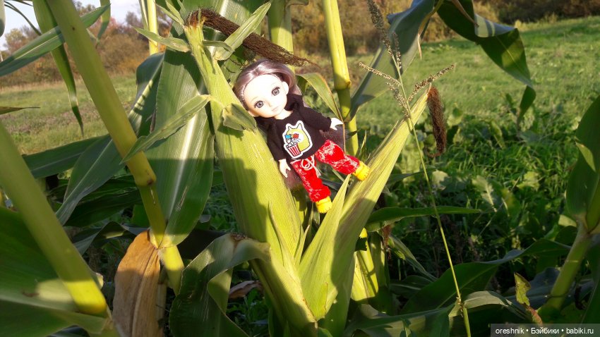 Как я кукурузу покоряла😋🌽🌤️