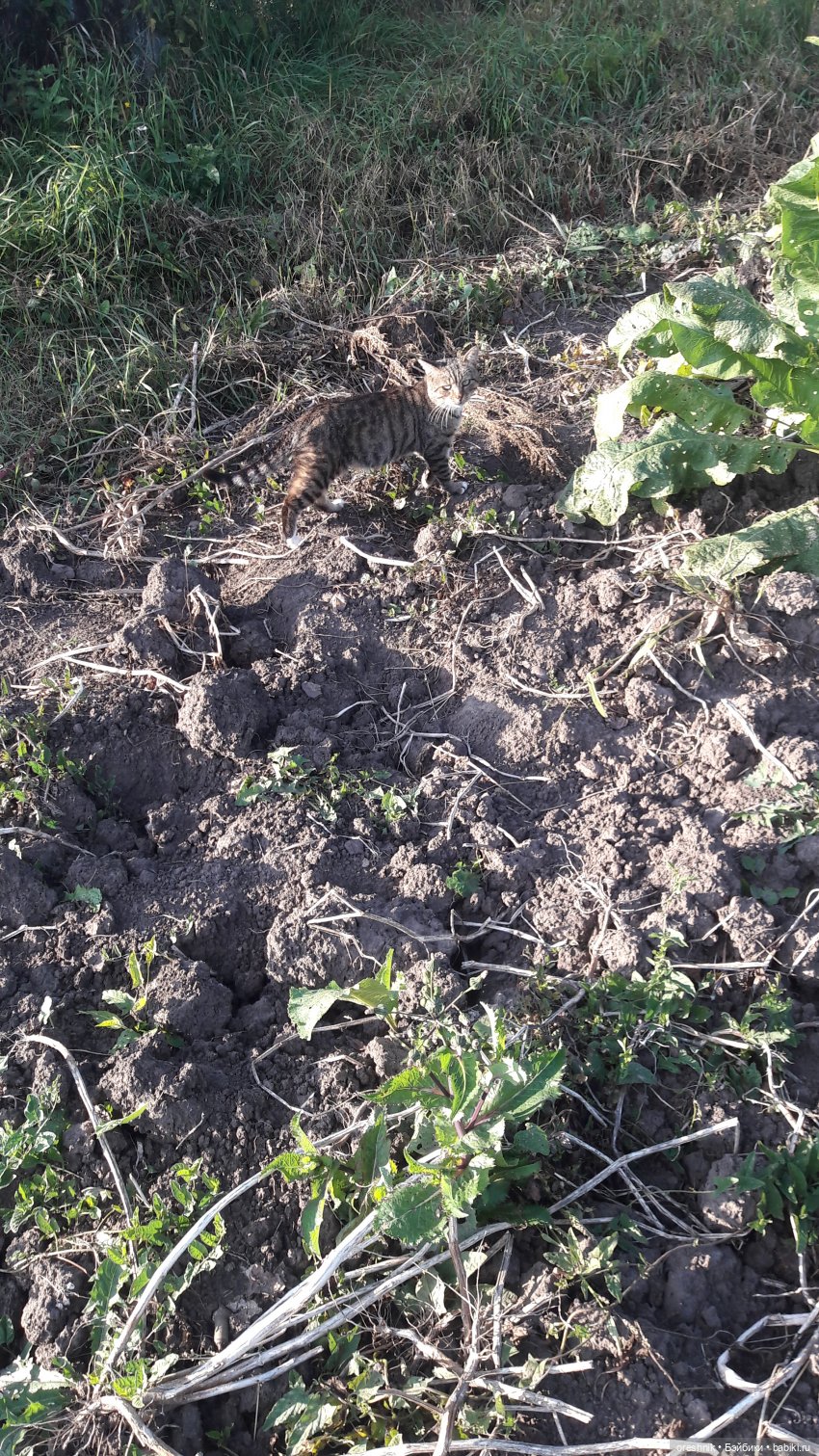 Как я кукурузу покоряла😋🌽🌤️ (фото 7)