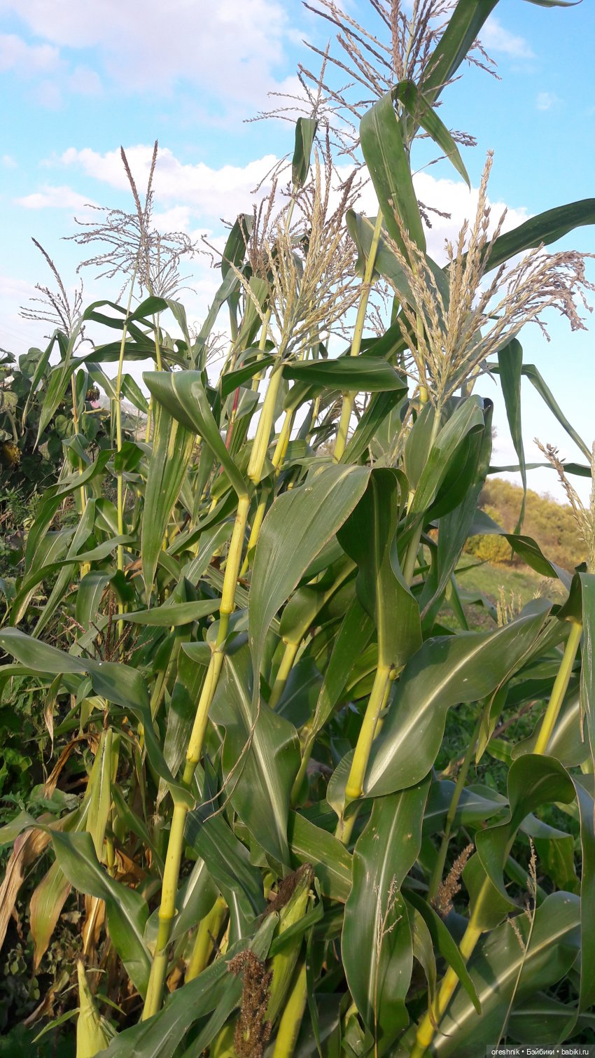 Как я кукурузу покоряла😋🌽🌤️
