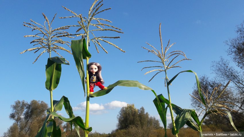Как я кукурузу покоряла😋🌽🌤️