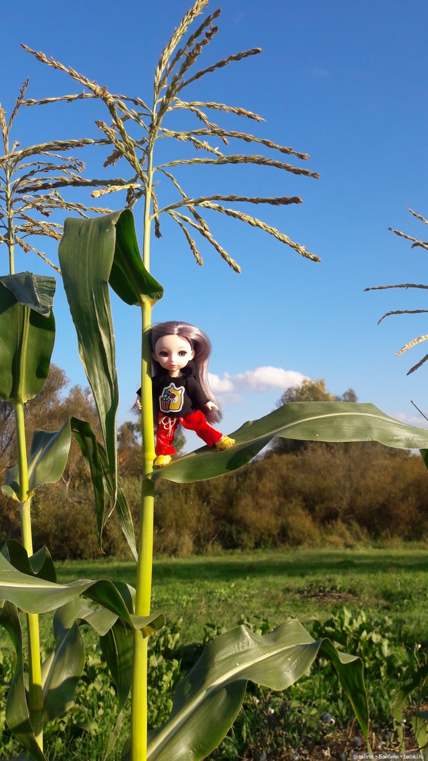 Как я кукурузу покоряла😋🌽🌤️