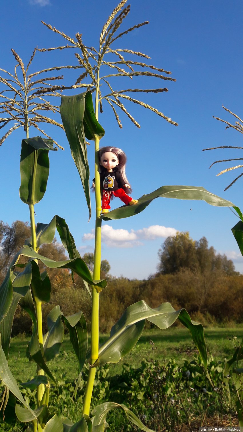 Как я кукурузу покоряла😋🌽🌤️