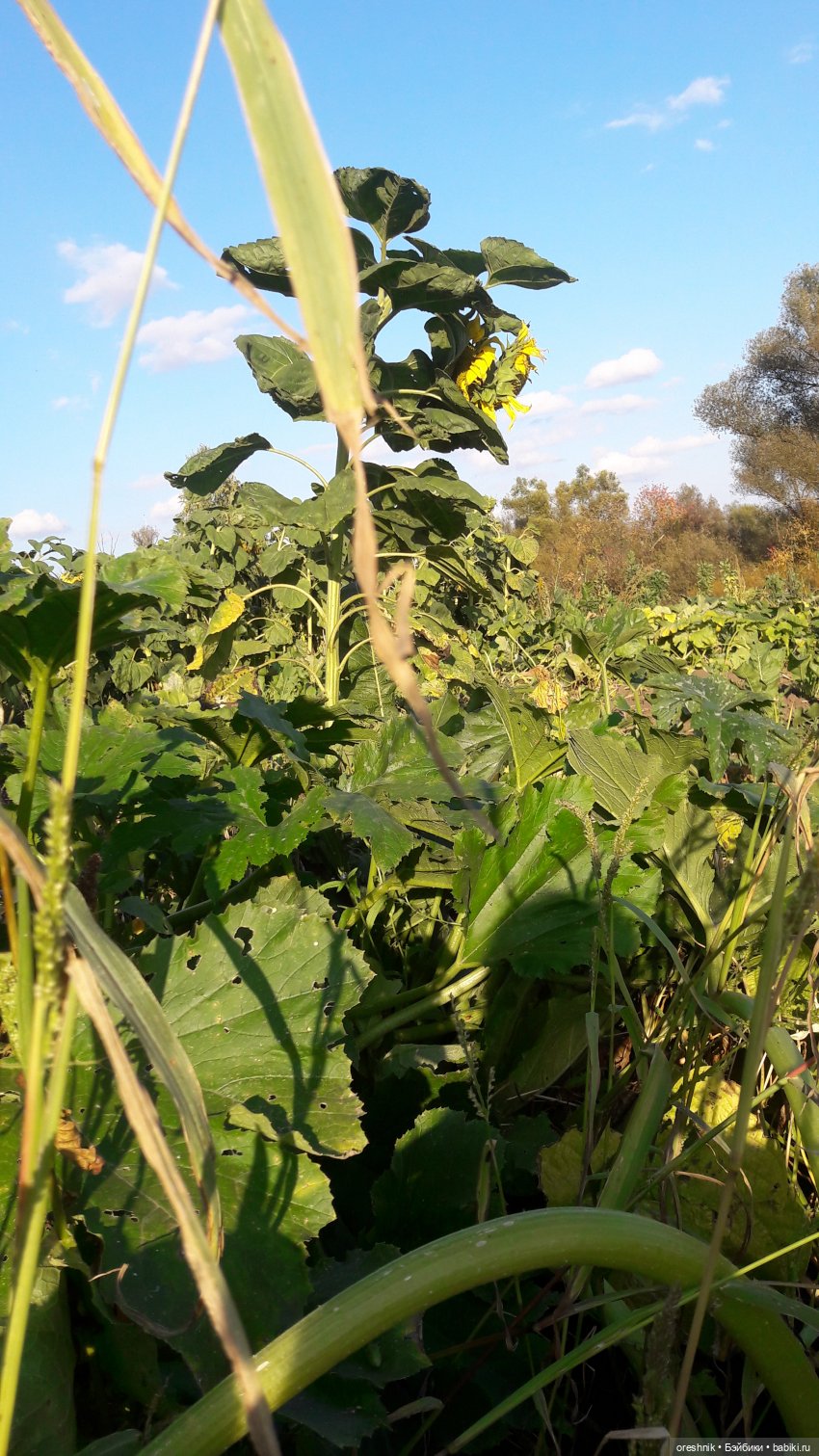 Как я кукурузу покоряла😋🌽🌤️ (фото 10)