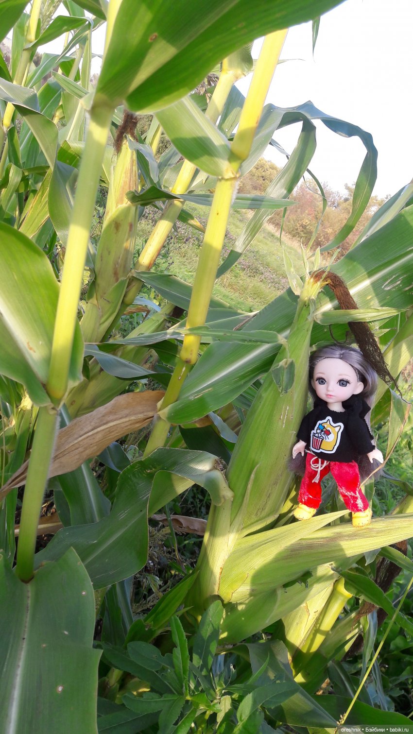 Как я кукурузу покоряла😋🌽🌤️