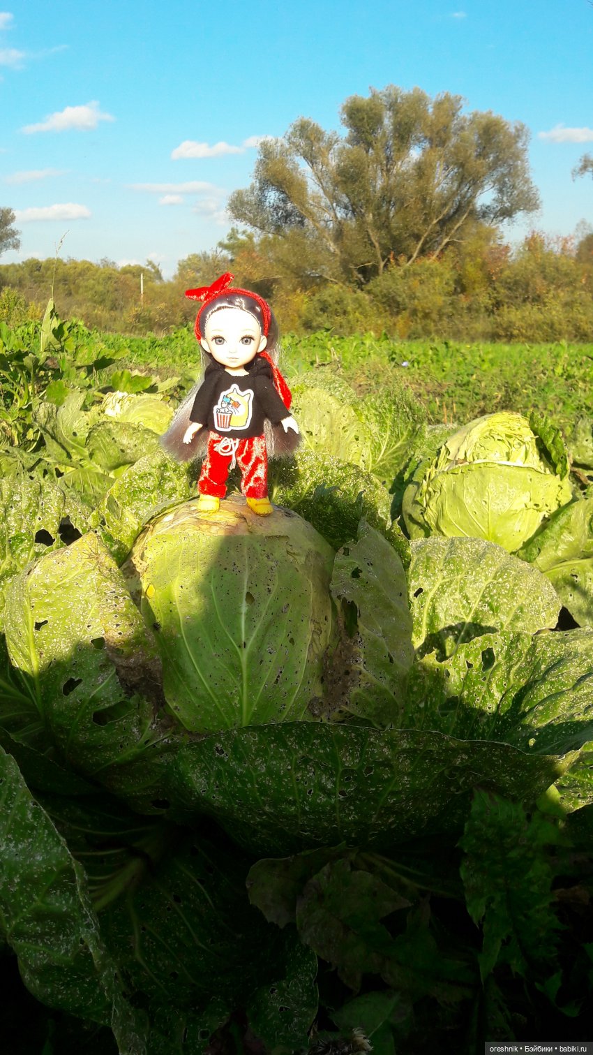 Как я кукурузу покоряла😋🌽🌤️ (фото 2)