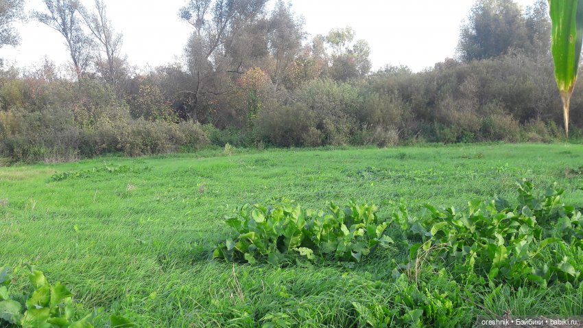 Как я кукурузу покоряла😋🌽🌤️
