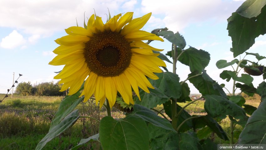 Как я кукурузу покоряла😋🌽🌤️