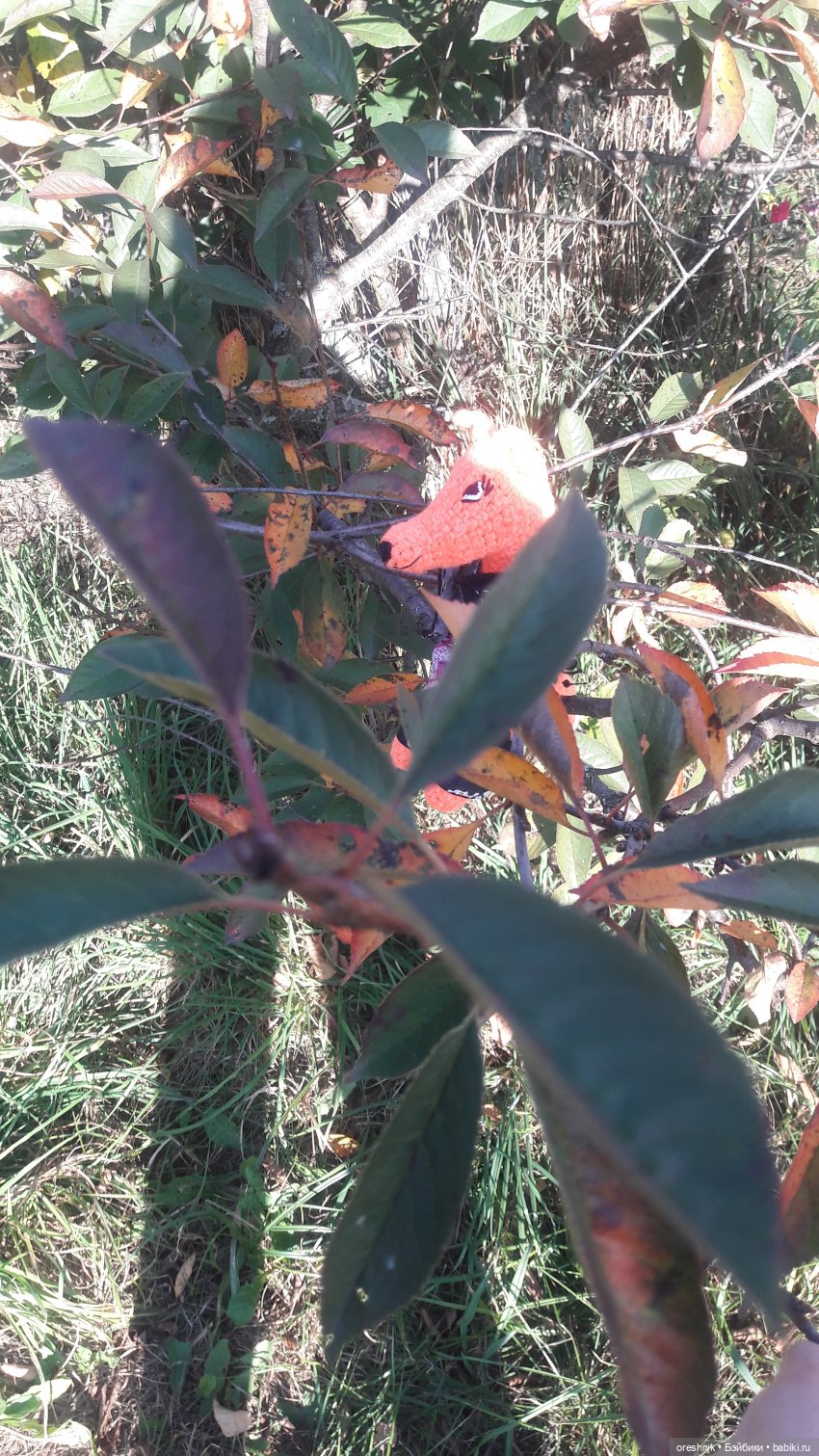 Как Лиса на солнышке грелась🦊☀️🌄