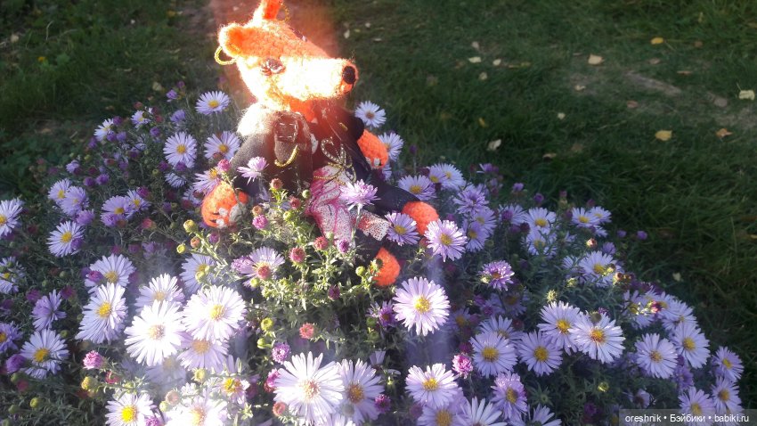 Как Лиса на солнышке грелась🦊☀️🌄 (фото 8)