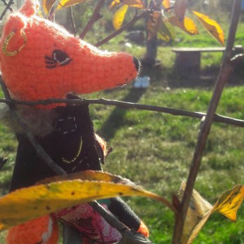 Как Лиса на солнышке грелась🦊☀️🌄