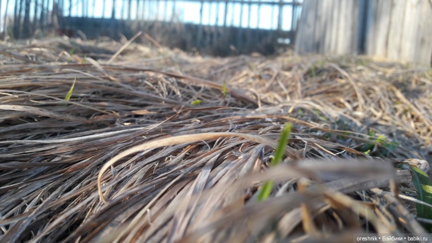 Тайна Мэделин! А ещё птицы и Утка🕊️🦆🐦💕✨ (фото 8)