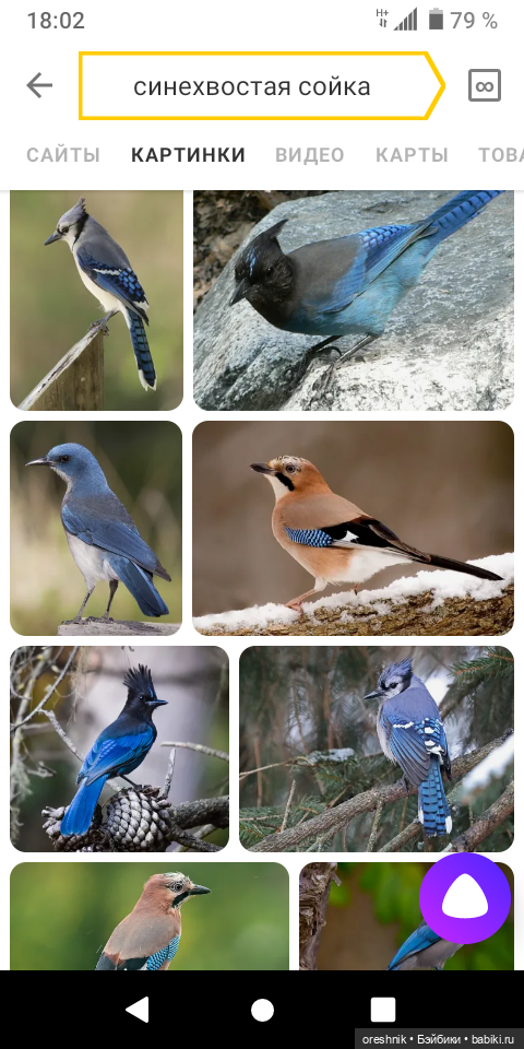 Тайна Мэделин! А ещё птицы и Утка🕊️🦆🐦💕✨