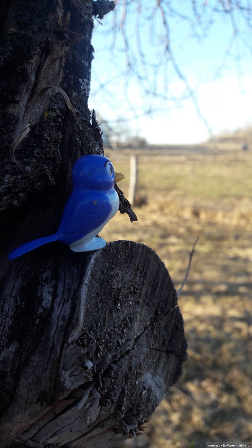 Тайна Мэделин! А ещё птицы и Утка🕊️🦆🐦💕✨