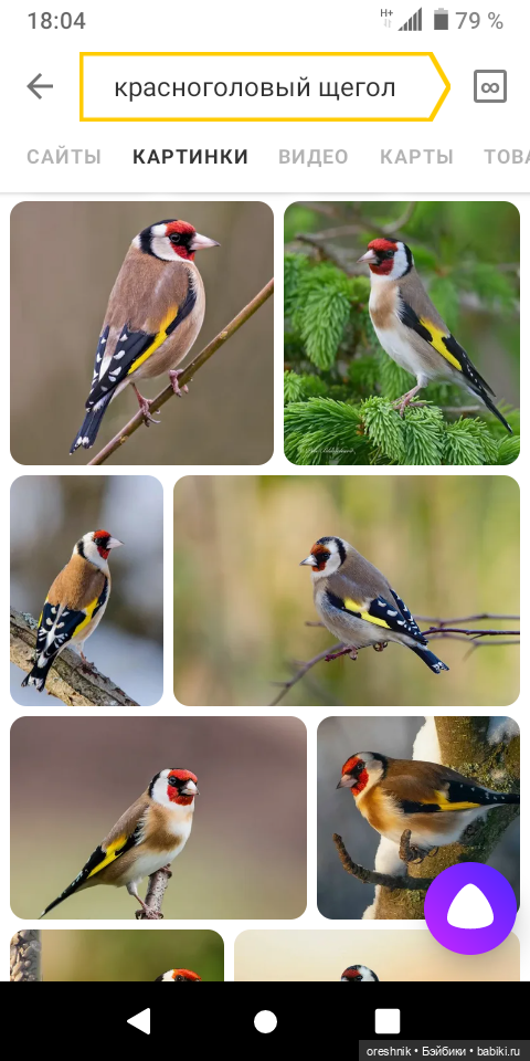 Тайна Мэделин! А ещё птицы и Утка🕊️🦆🐦💕✨