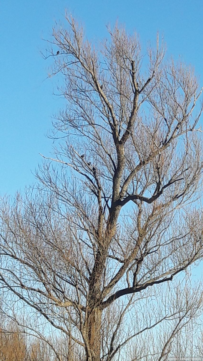 Тайна Мэделин! А ещё птицы и Утка🕊️🦆🐦💕✨