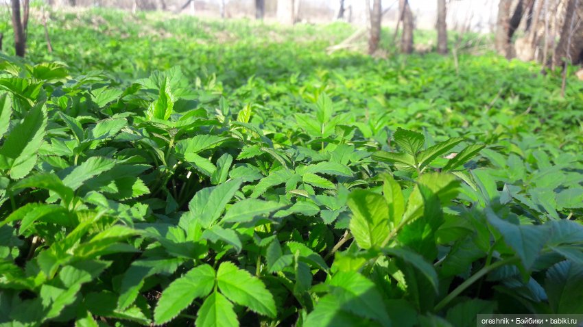 Моя маленькая взрослая Яночка и Ам-нямчик вдыхают весну🌺🌱☀️ (фото 5)