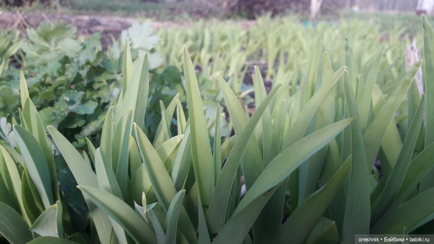 Моя маленькая взрослая Яночка и Ам-нямчик вдыхают весну🌺🌱☀️