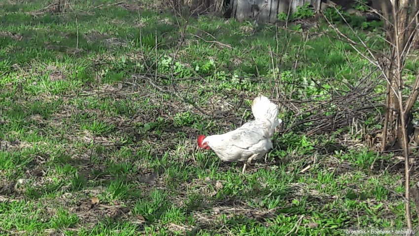 Моя маленькая взрослая Яночка и Ам-нямчик вдыхают весну🌺🌱☀️