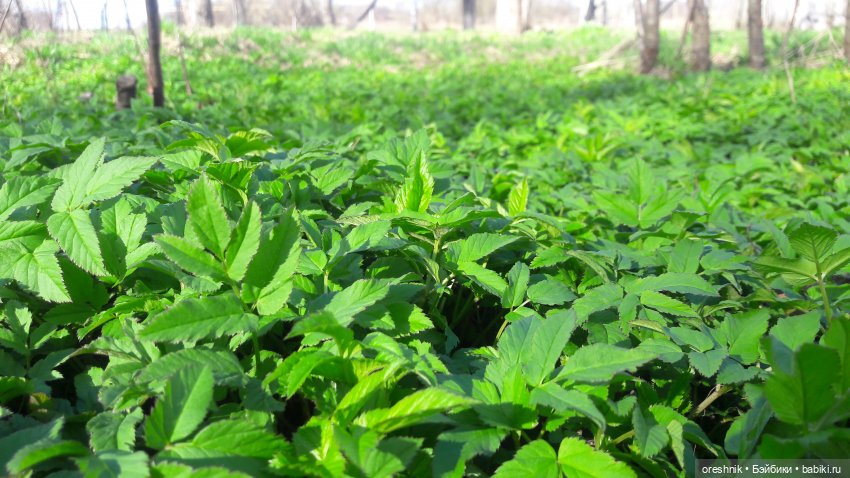 Моя маленькая взрослая Яночка и Ам-нямчик вдыхают весну🌺🌱☀️ (фото 4)