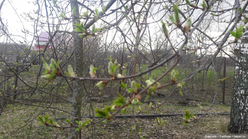 Моя маленькая взрослая Яночка и Ам-нямчик вдыхают весну🌺🌱☀️