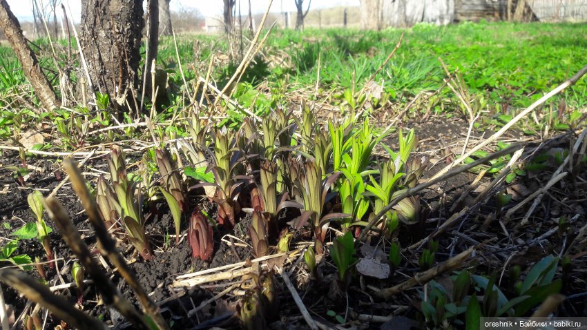 Моя маленькая взрослая Яночка и Ам-нямчик вдыхают весну🌺🌱☀️