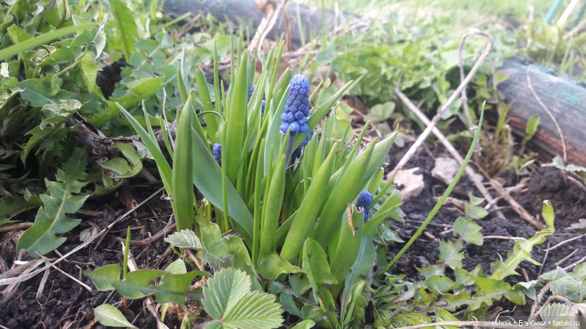 Моя маленькая взрослая Яночка и Ам-нямчик вдыхают весну🌺🌱☀️