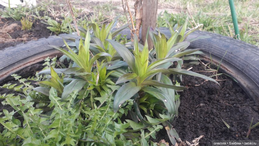 Моя маленькая взрослая Яночка и Ам-нямчик вдыхают весну🌺🌱☀️