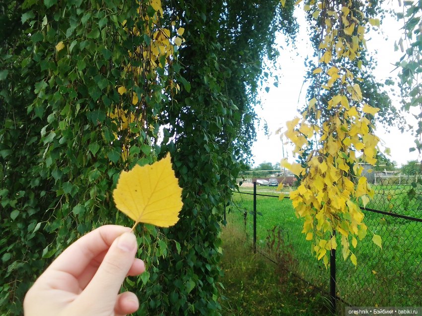 Будни с щепоткой сказочности🤭✨🌿🍂☀️