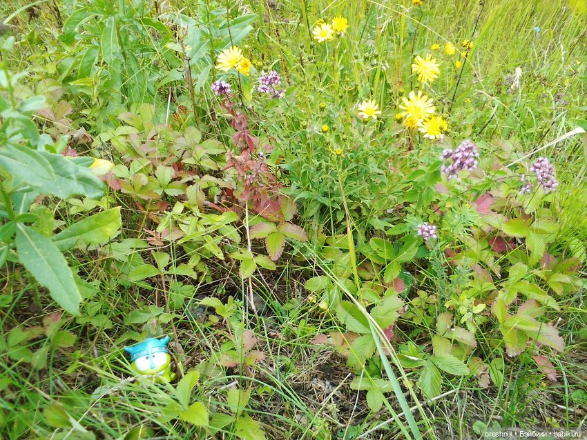 Будни с щепоткой сказочности🤭✨🌿🍂☀️ (фото 6)