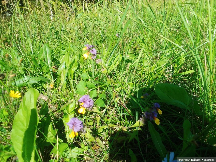Будни с щепоткой сказочности🤭✨🌿🍂☀️