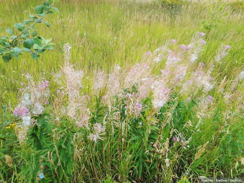 Будни с щепоткой сказочности🤭✨🌿🍂☀️ (фото 9)