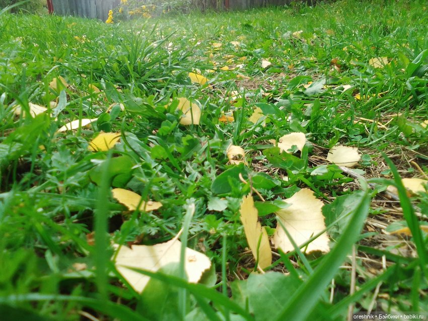 Будни с щепоткой сказочности🤭✨🌿🍂☀️