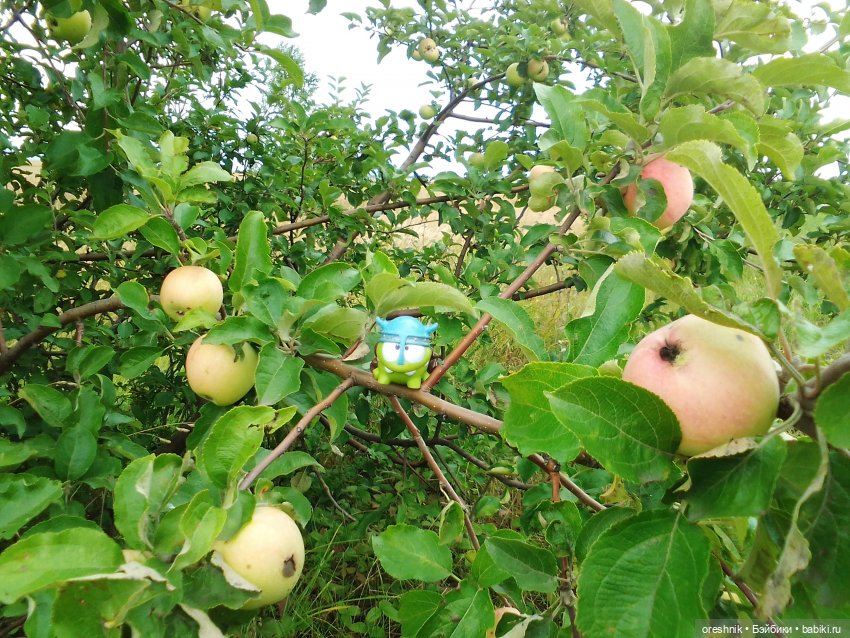 Будни с щепоткой сказочности🤭✨🌿🍂☀️