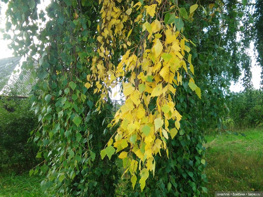 Будни с щепоткой сказочности🤭✨🌿🍂☀️