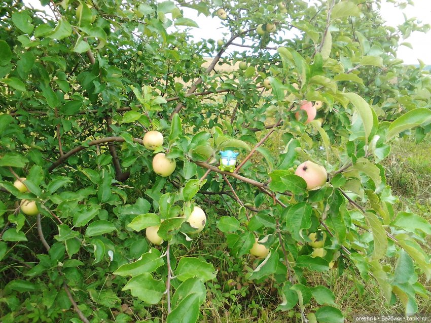 Будни с щепоткой сказочности🤭✨🌿🍂☀️