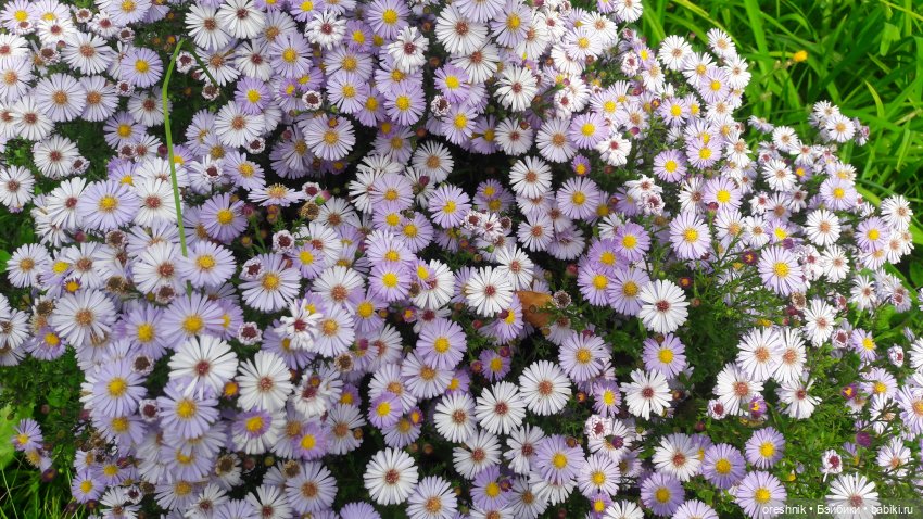 Не забывая традиции — Куклы Baboliy (Баболи (фото 4)