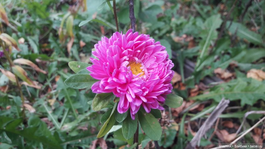 Не забывая традиции — Куклы Baboliy (Баболи