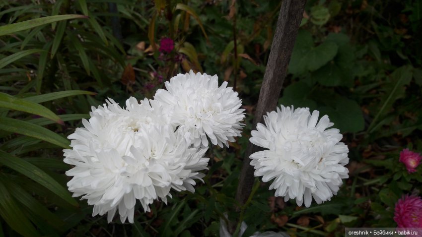 Не забывая традиции — Куклы Baboliy (Баболи