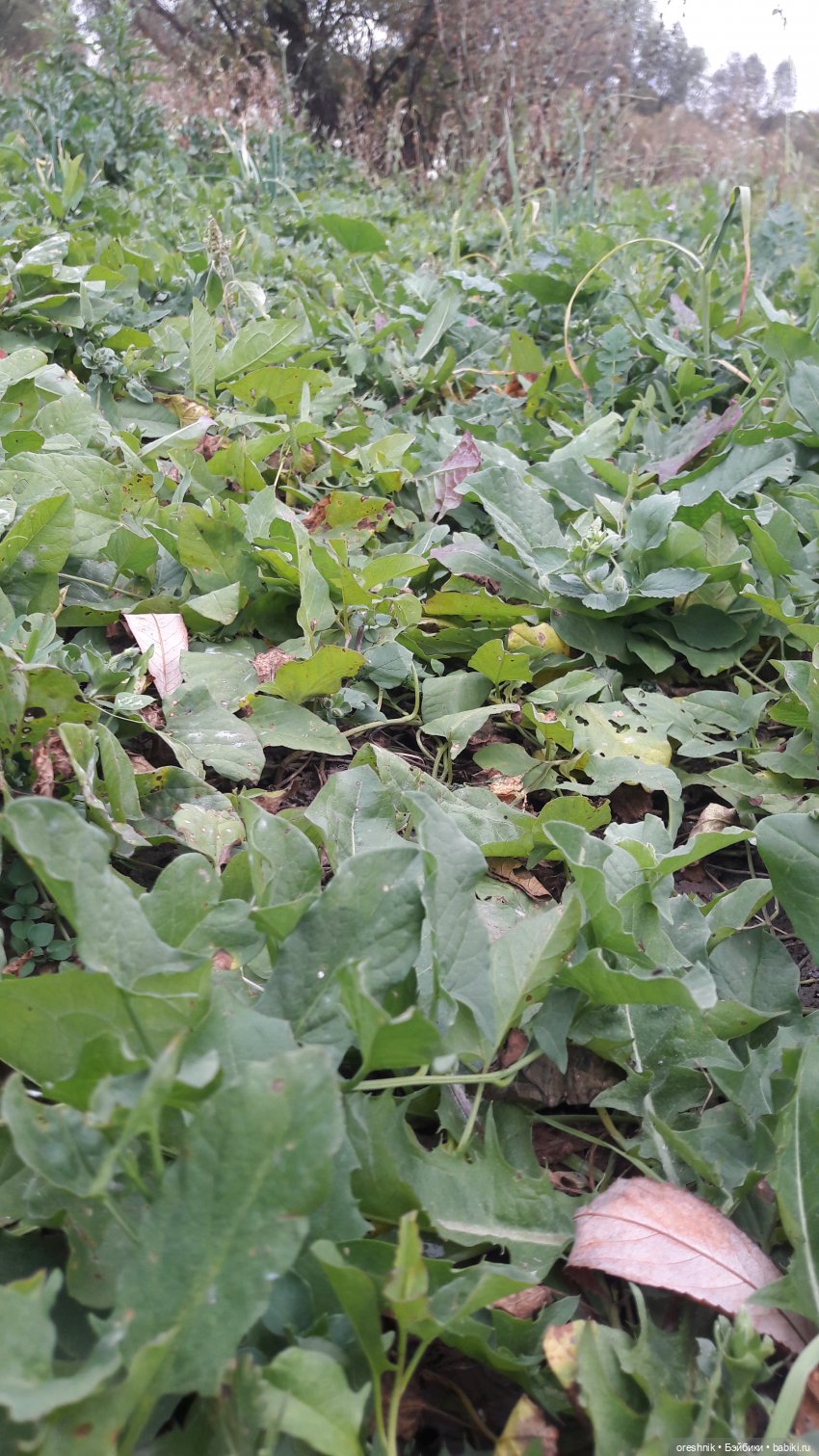 Не забывая традиции — Куклы Baboliy (Баболи